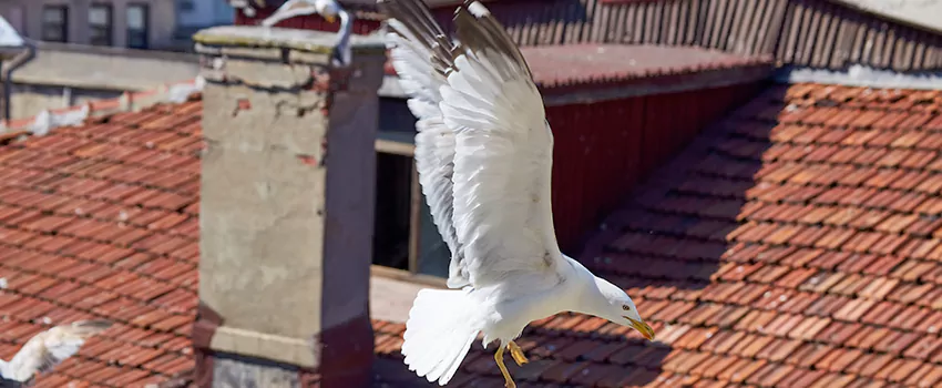 Residential Chimney Animal Removal Solution in Vernon Hills, IL